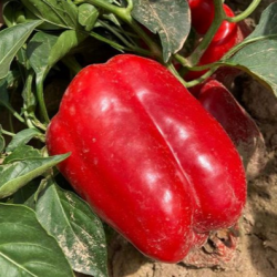 Papryka Playmaker F1 1 tyś. nasion st